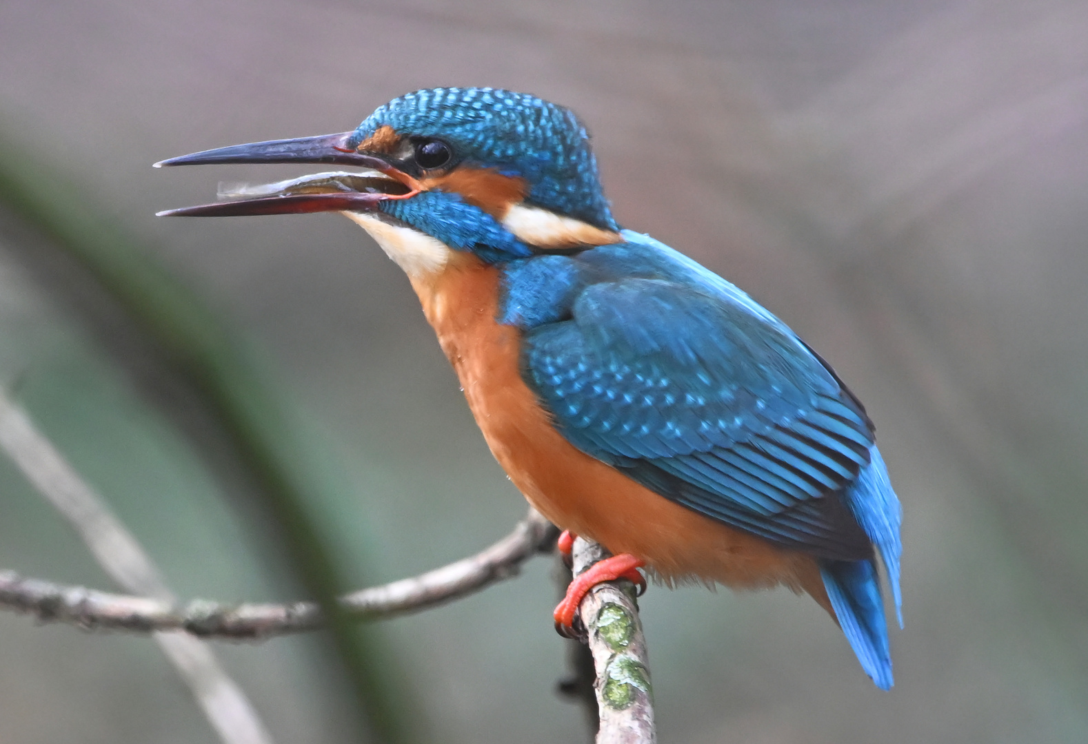 Eisvogel | Kingfisher |