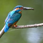 Eisvogel | Kingfisher |