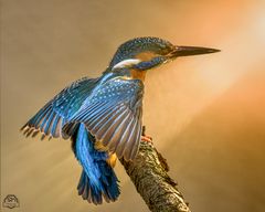 Eisvogel -Kingfisher