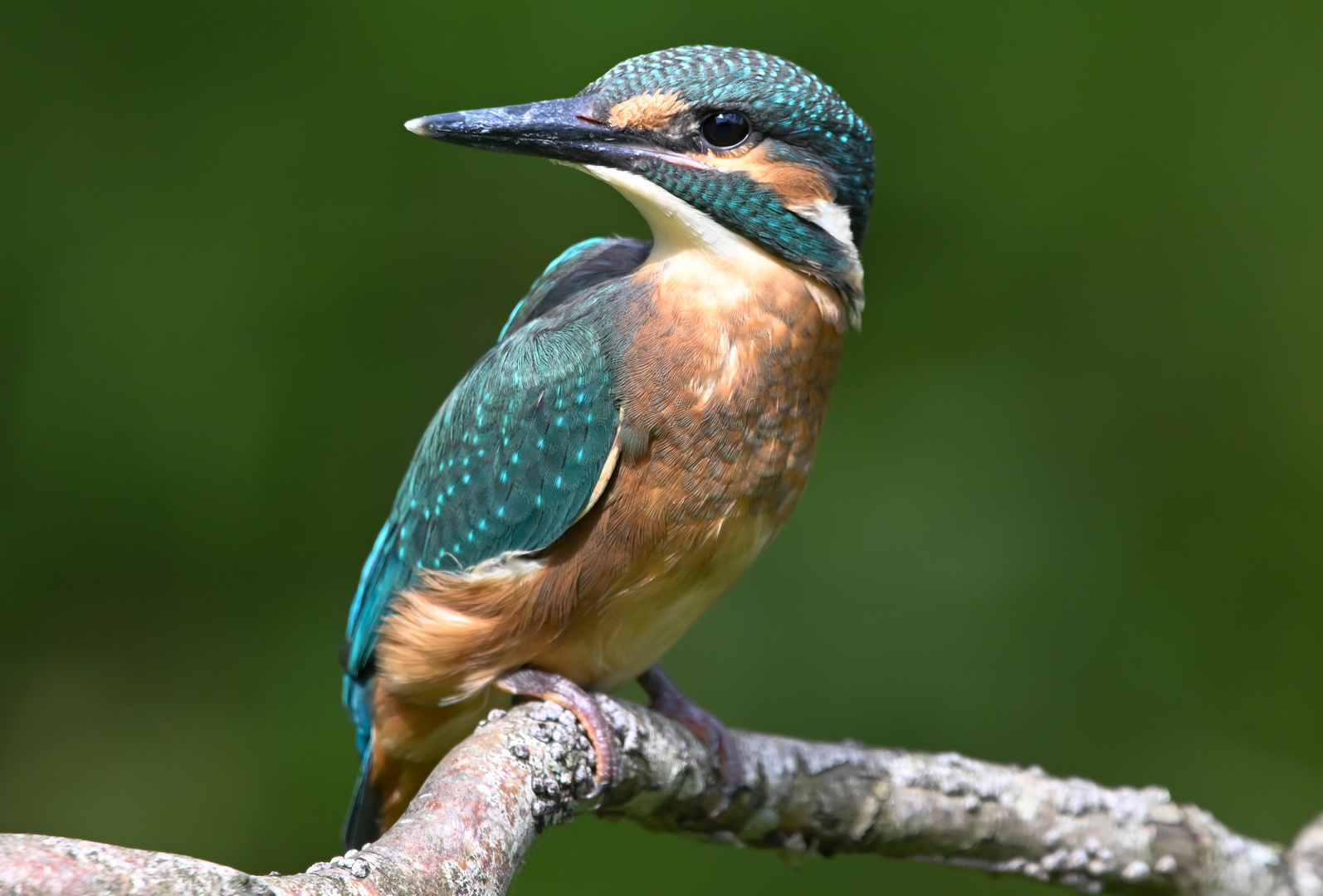 Eisvogel | Kingfisher |