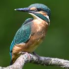 Eisvogel | Kingfisher |