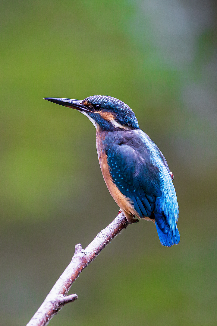 Eisvogel - kingfisher