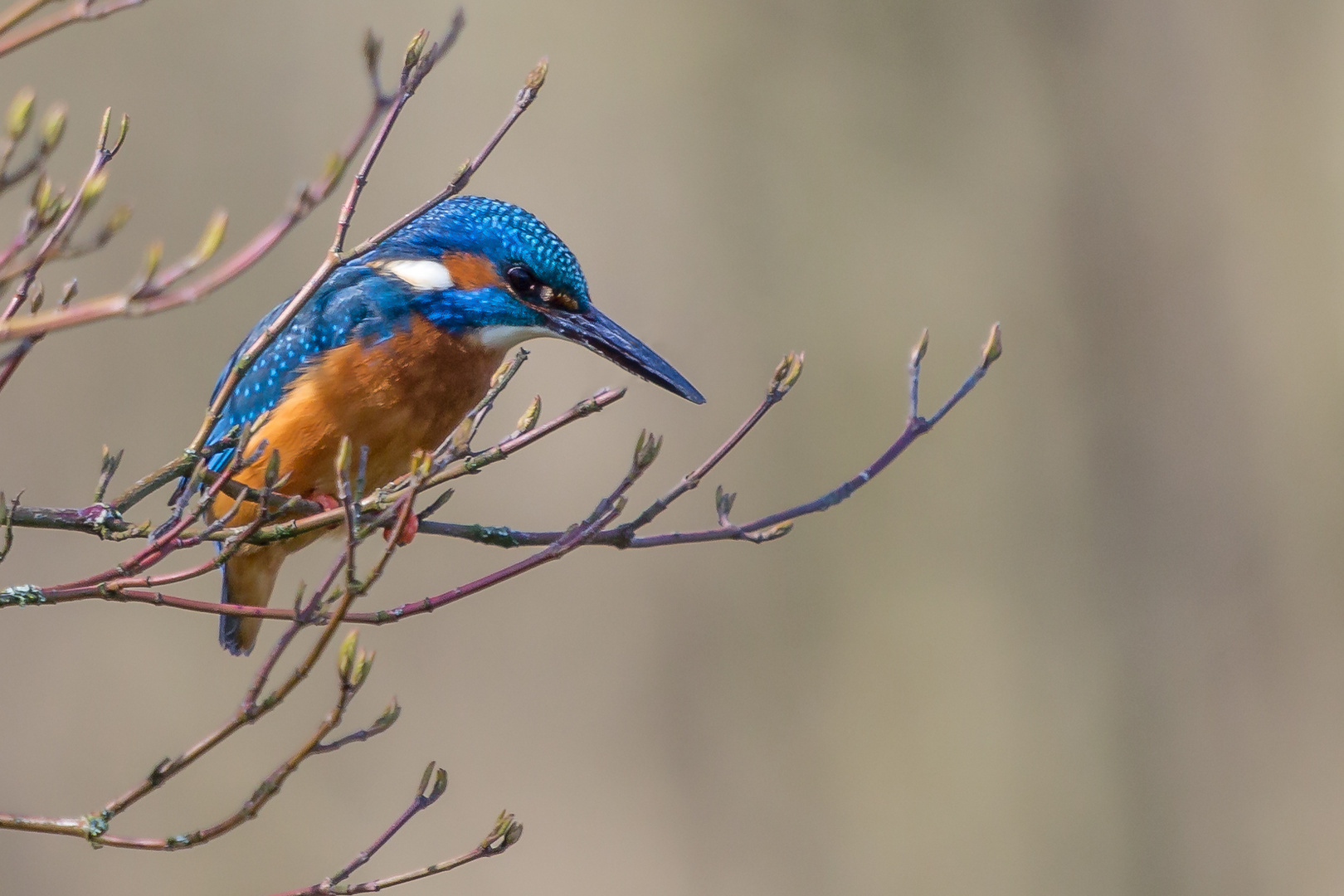 Eisvogel ( Kingfisher )