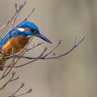 Eisvogel ( Kingfisher )