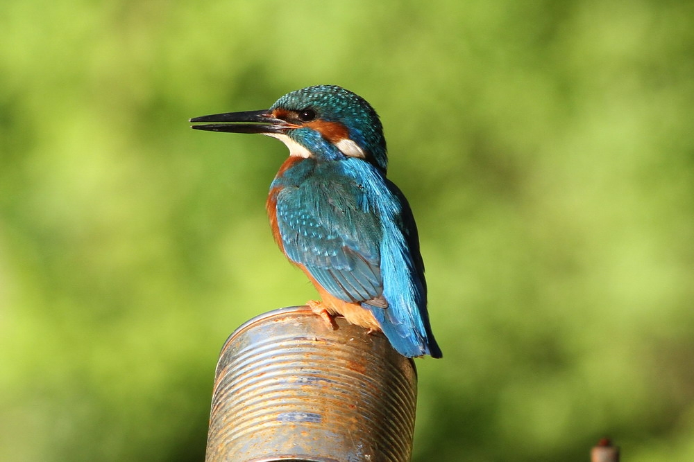 Eisvogel, Kingfisher