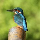 Eisvogel, Kingfisher