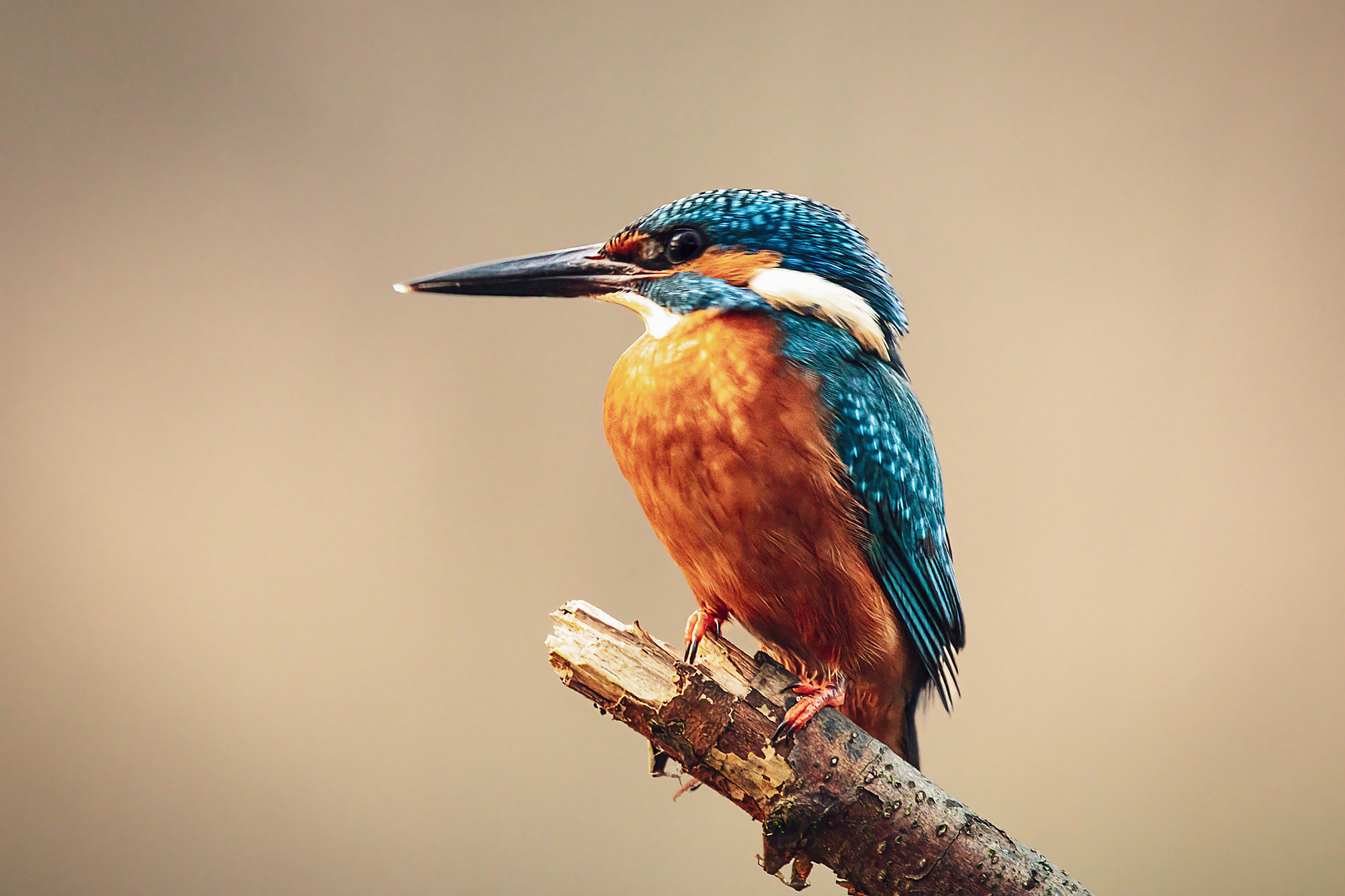 Eisvogel - kingfisher