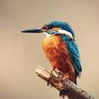 Eisvogel - kingfisher