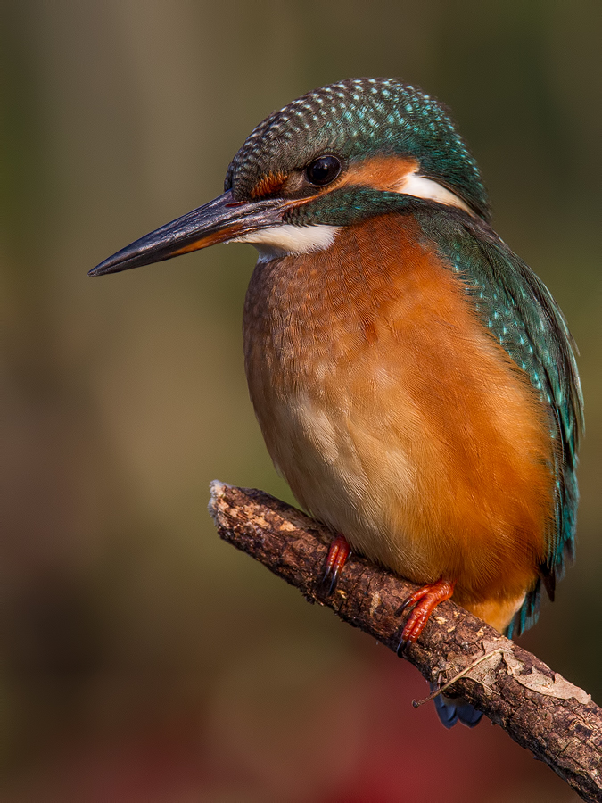 Eisvogel / Kingfisher