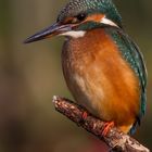 Eisvogel / Kingfisher