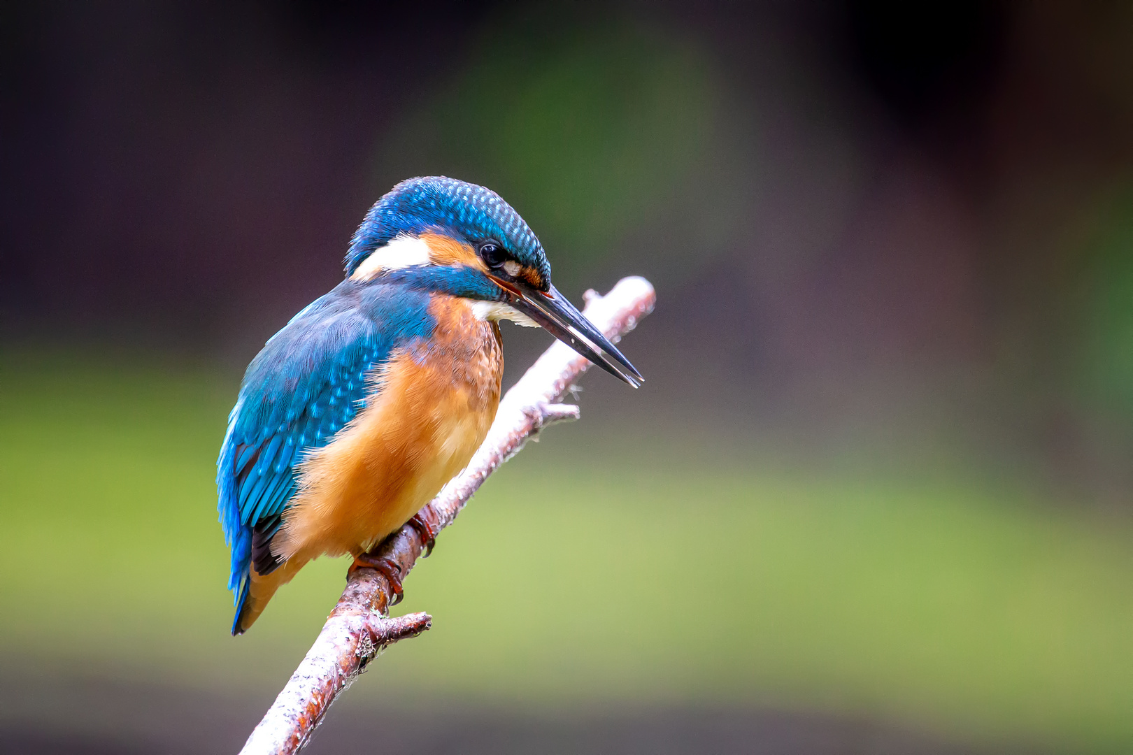 Eisvogel - kingfisher