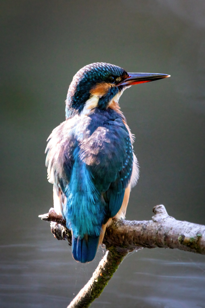 Eisvogel - kingfisher