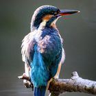 Eisvogel - kingfisher