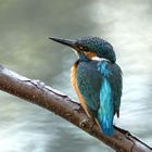 Eisvogel - kingfisher