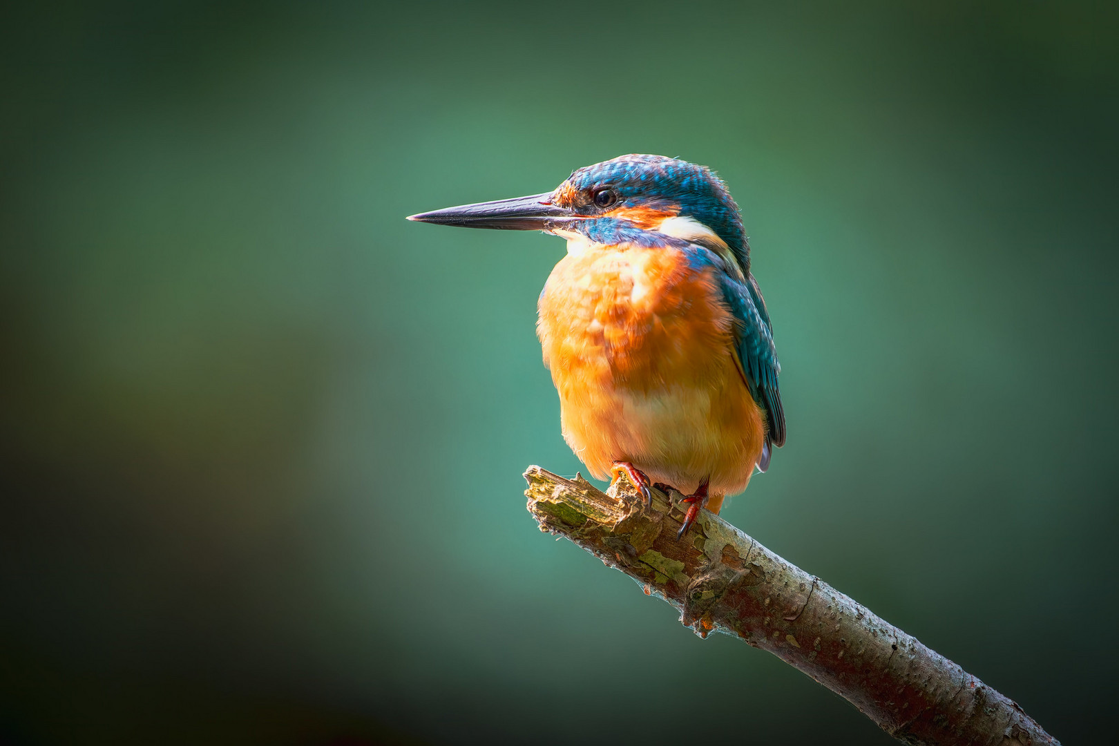 Eisvogel - kingfisher