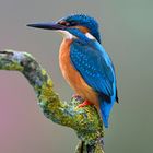 Eisvogel | Kingfisher |