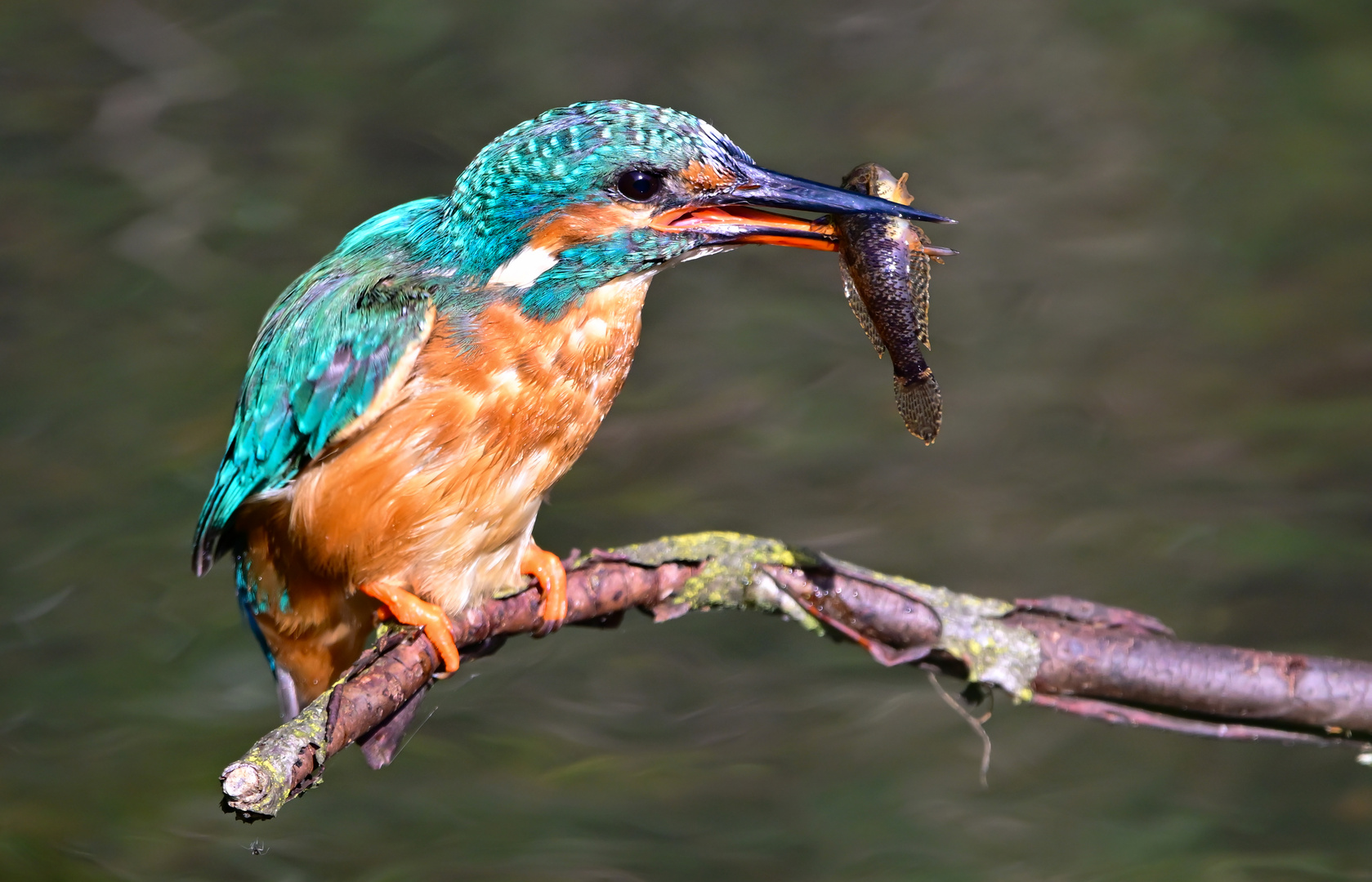 Eisvogel | Kingfisher |