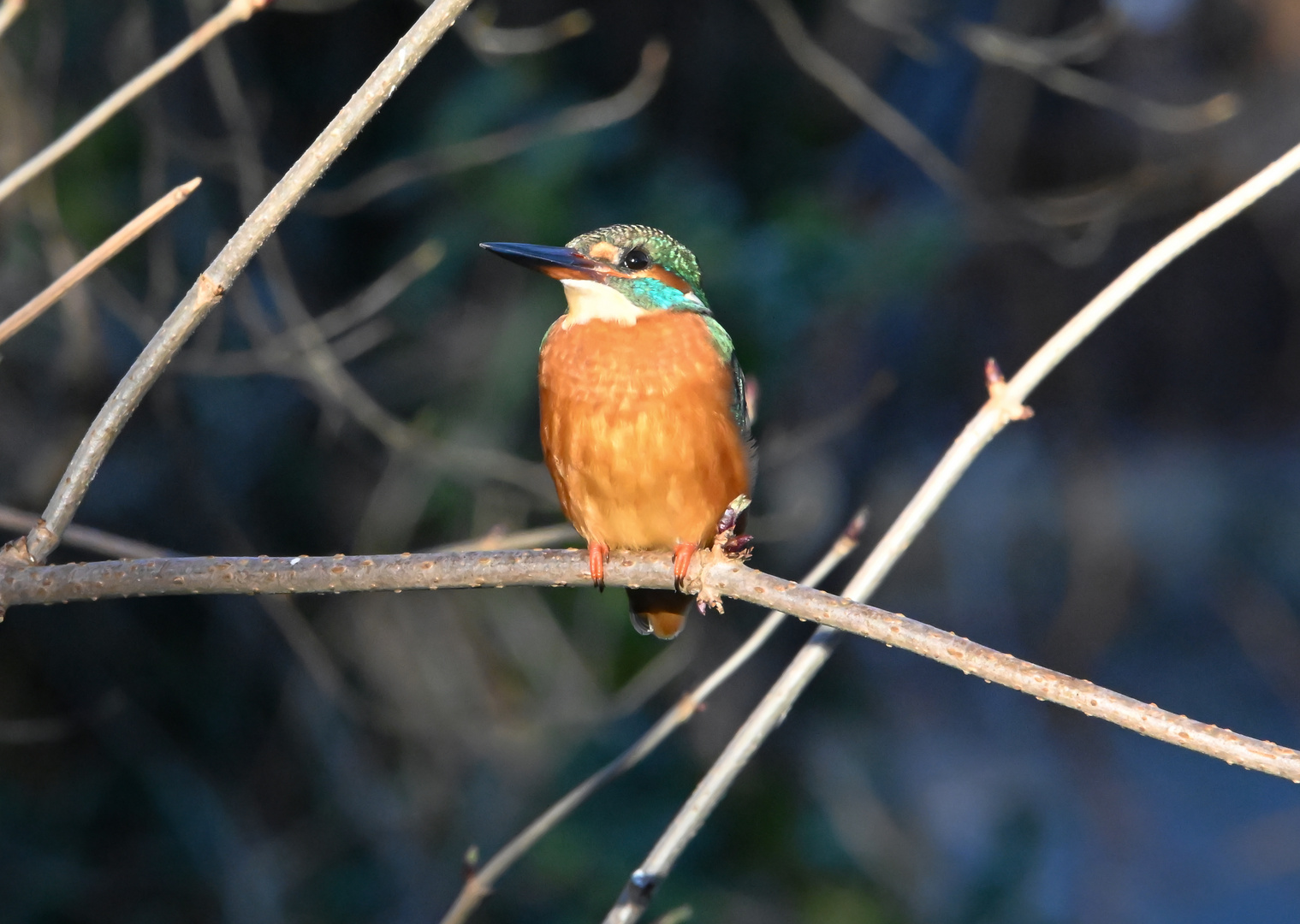 Eisvogel | Kingfisher |