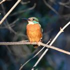 Eisvogel | Kingfisher |