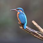 Eisvogel | Kingfisher |