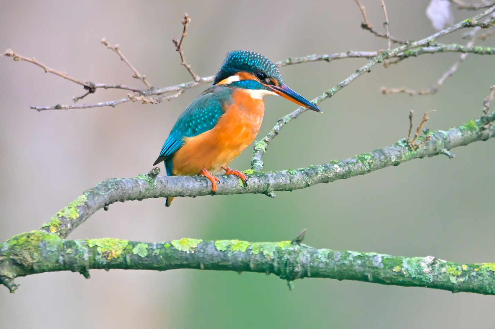 Eisvogel | Kingfisher |