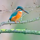 Eisvogel | Kingfisher |