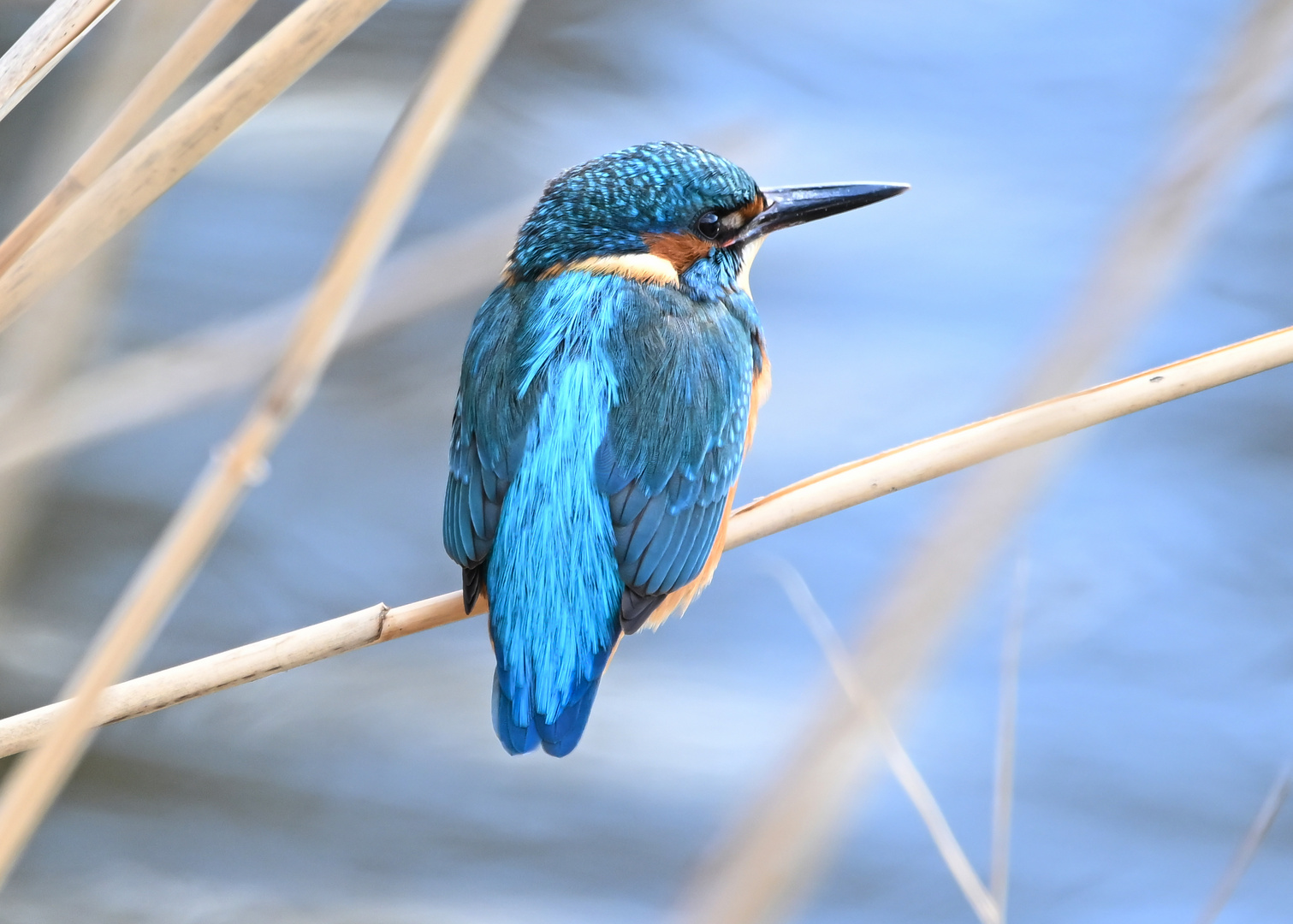 Eisvogel | Kingfisher |