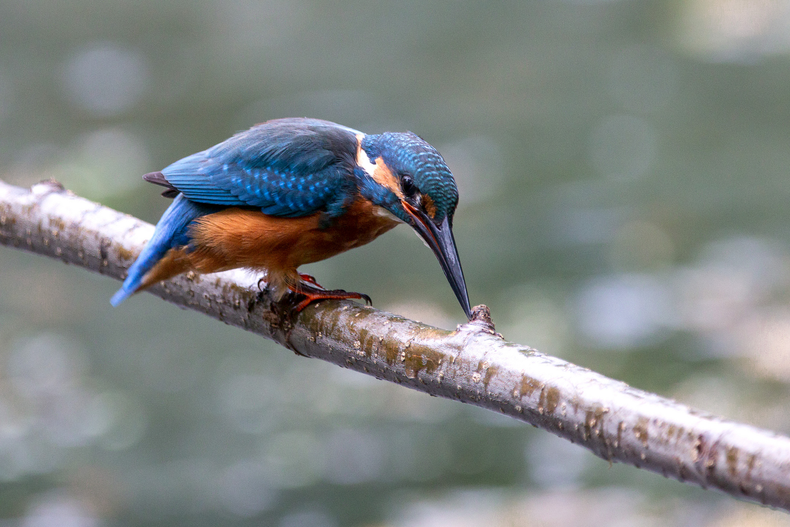 Eisvogel - kingfisher