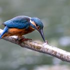 Eisvogel - kingfisher