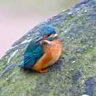 Eisvogel | Kingfisher |