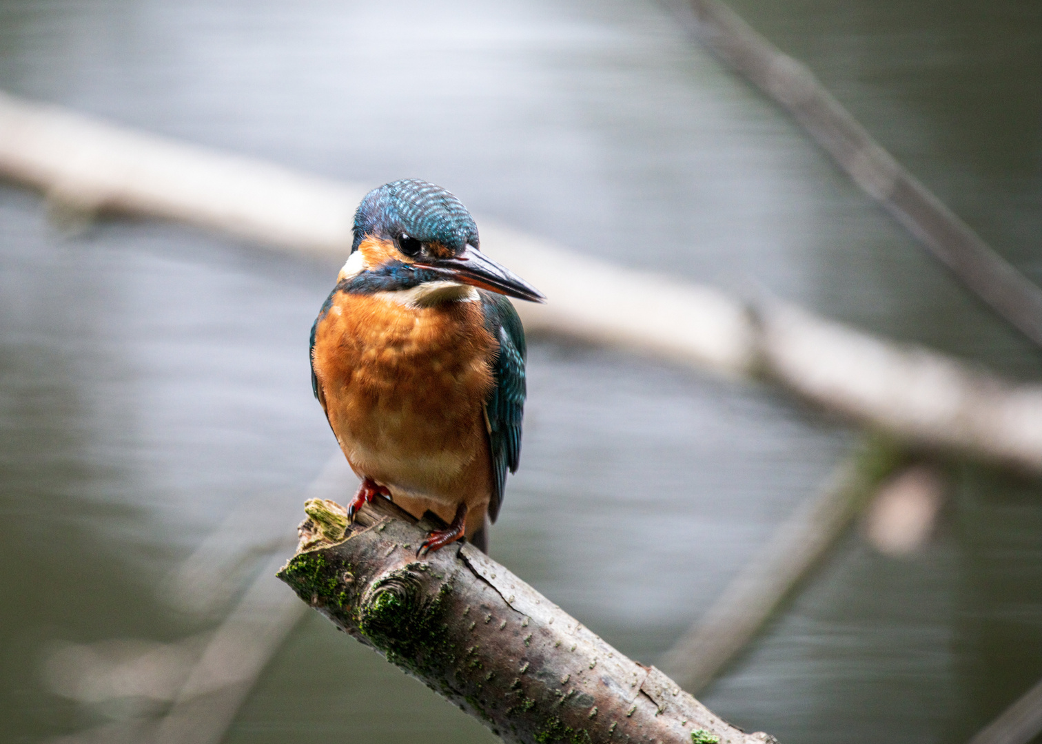 Eisvogel - kingfisher