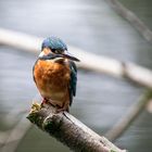 Eisvogel - kingfisher