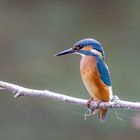 Eisvogel - kingfisher