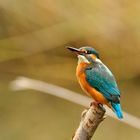 Eisvogel ( Kingfisher )