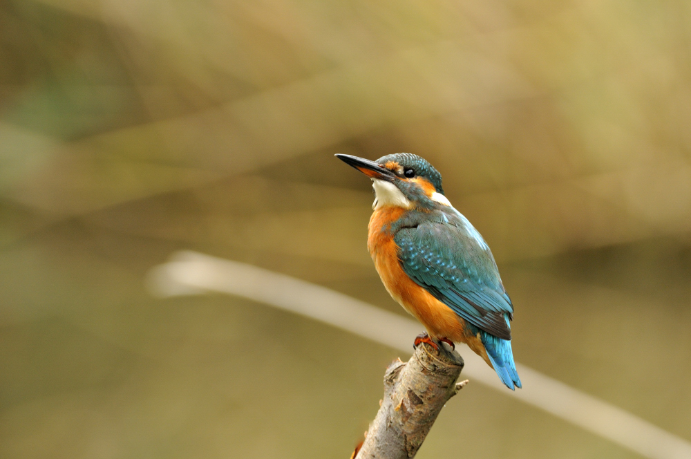 Eisvogel ( Kingfisher )