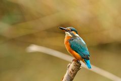 Eisvogel ( Kingfisher )