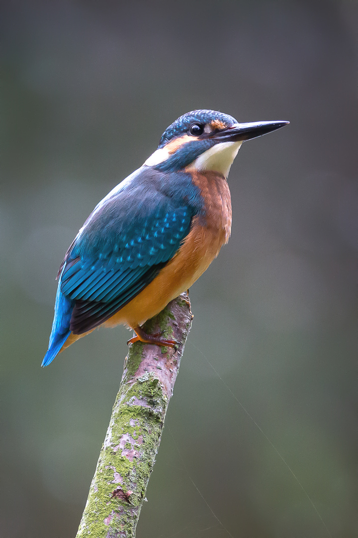 Eisvogel - kingfisher