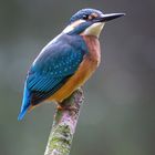 Eisvogel - kingfisher