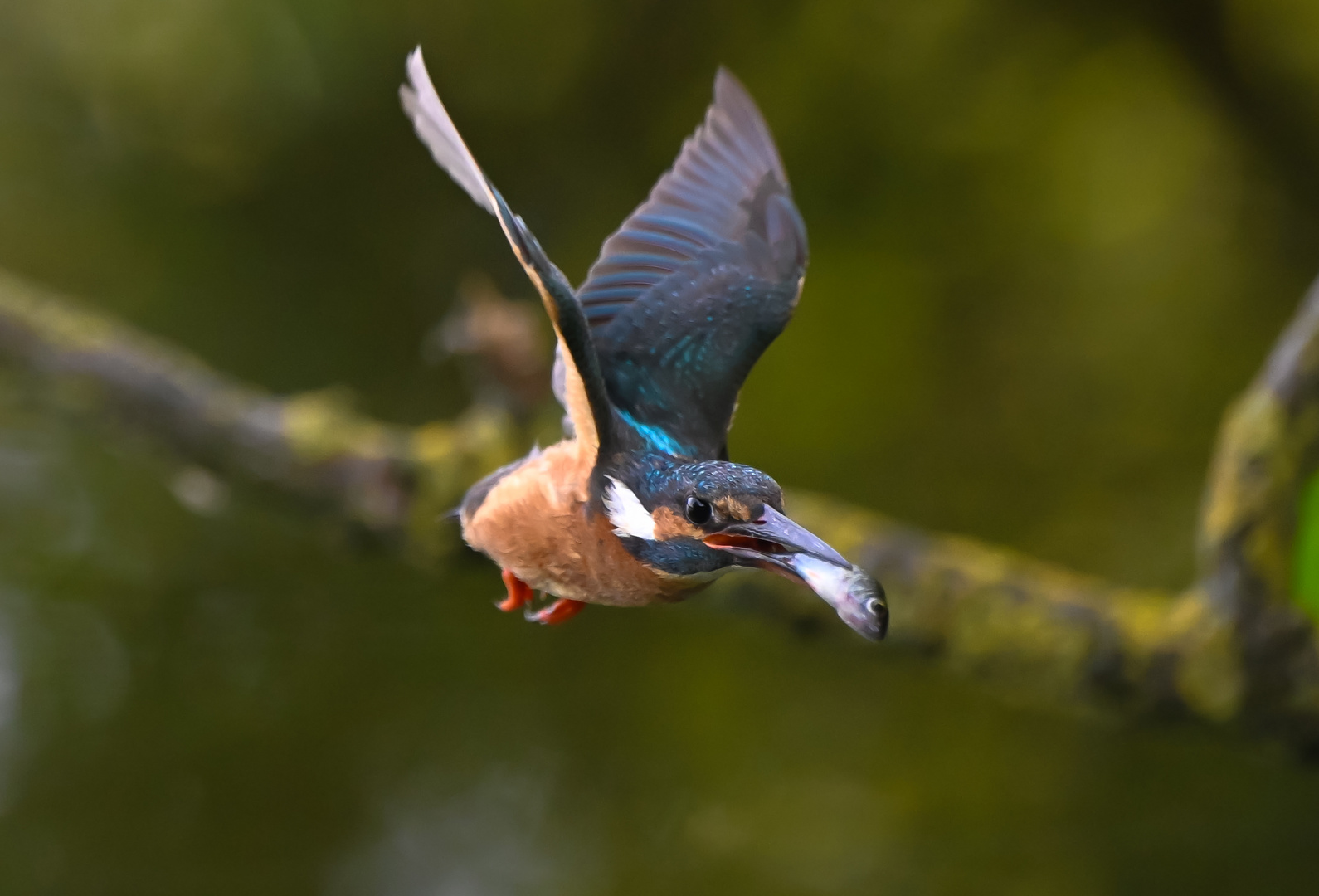 Eisvogel | Kingfisher |