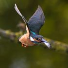 Eisvogel | Kingfisher |