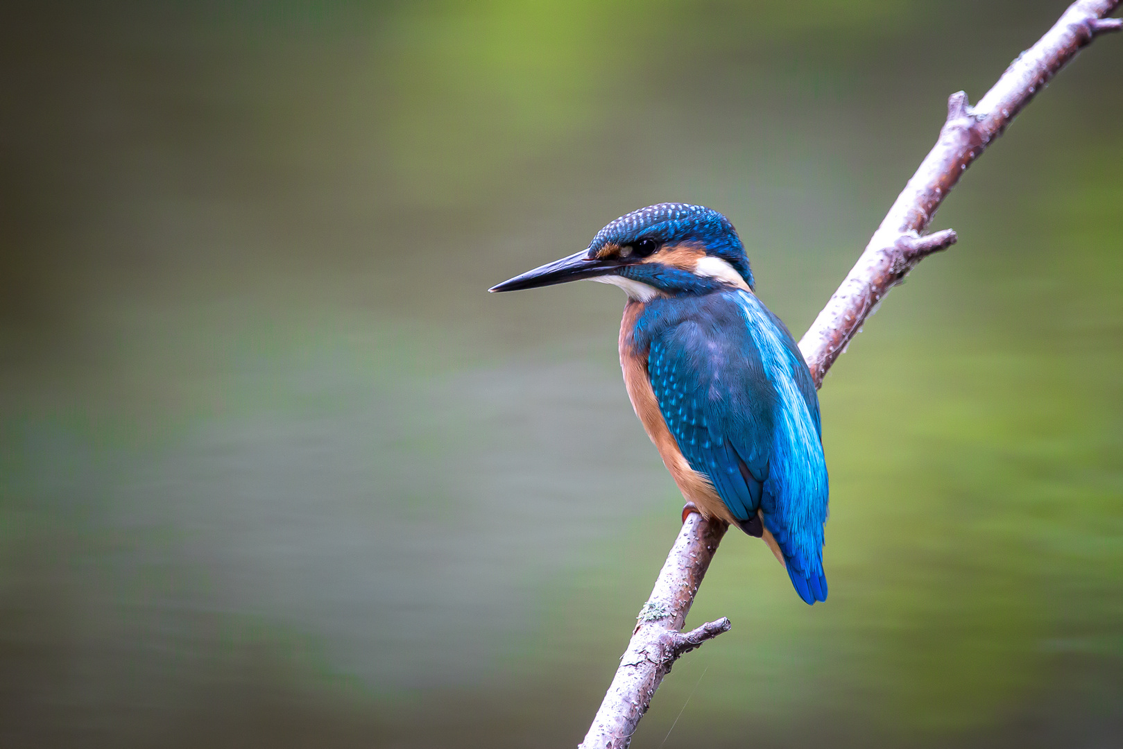 Eisvogel - kingfisher