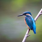 Eisvogel - kingfisher