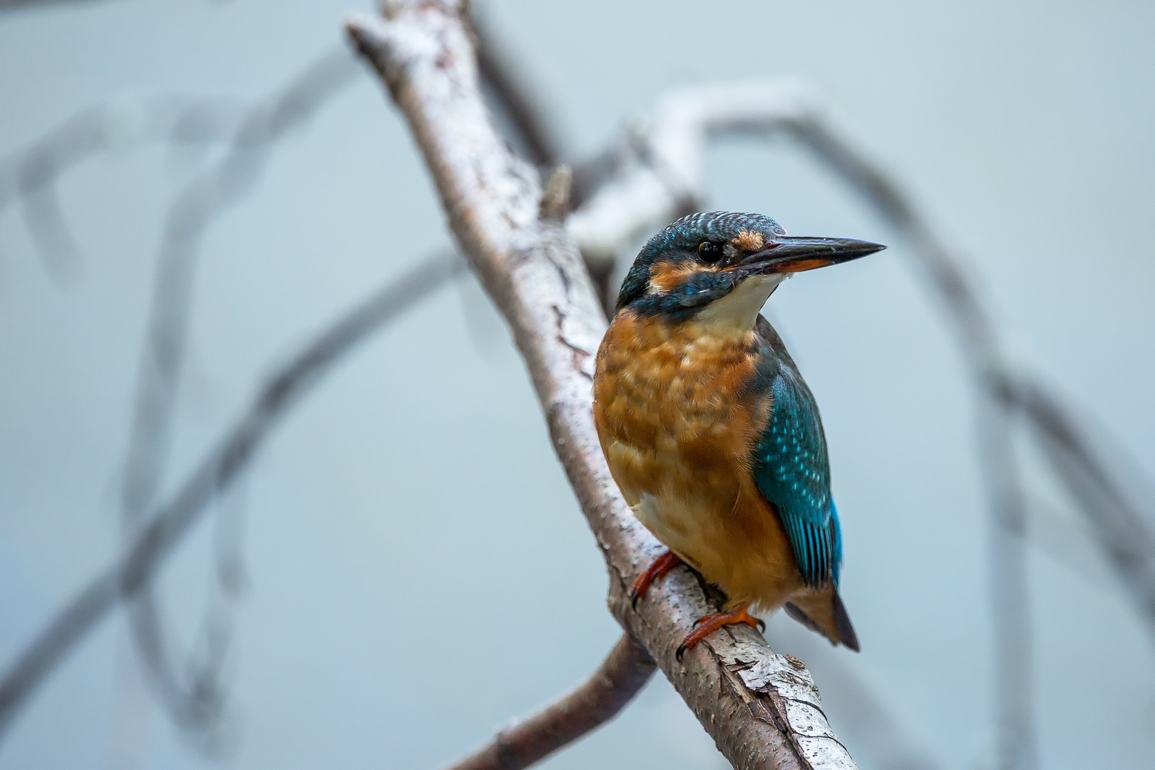 Eisvogel - kingfisher