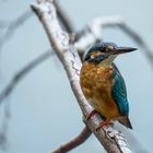 Eisvogel - kingfisher