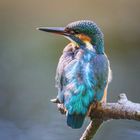 Eisvogel - kingfisher