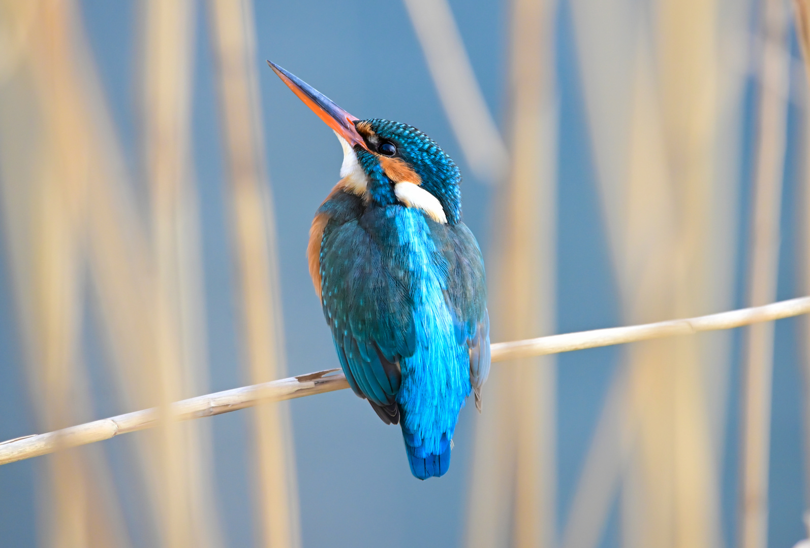 Eisvogel | Kingfisher |