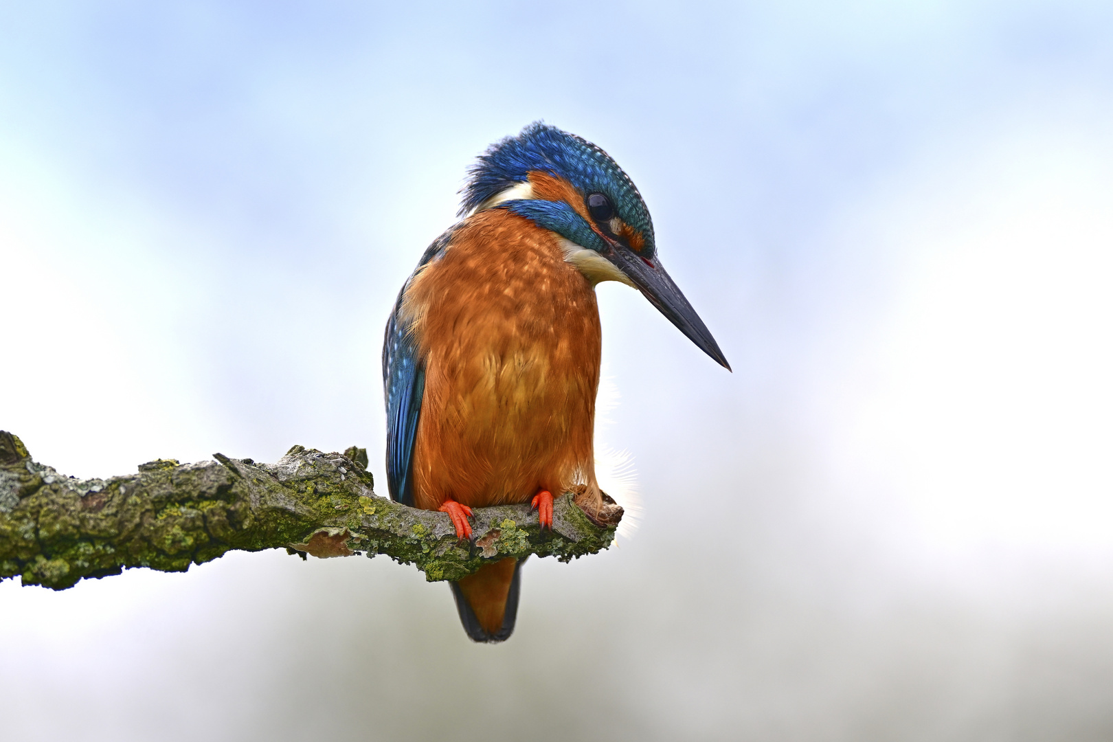 Eisvogel | Kingfisher |