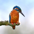 Eisvogel | Kingfisher |