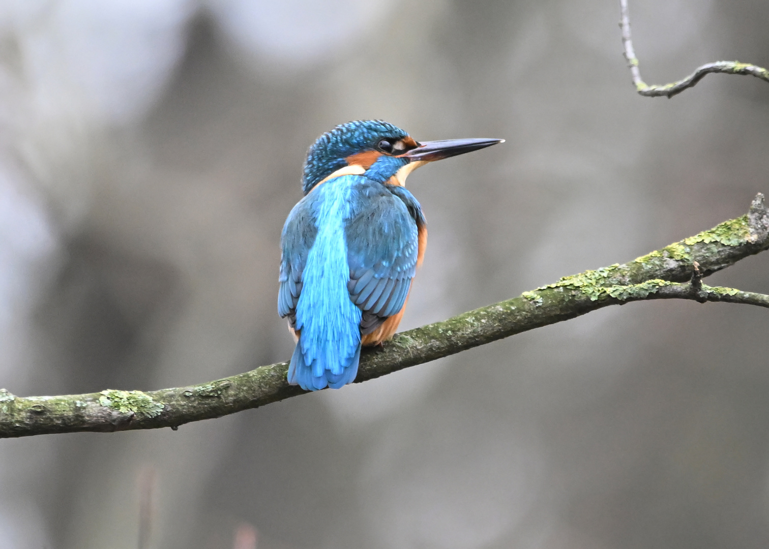 Eisvogel | Kingfisher |