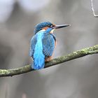 Eisvogel | Kingfisher |